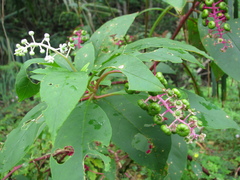 Phytolacca americana