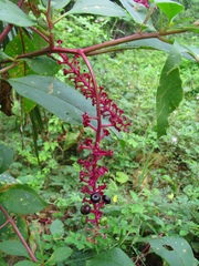 Phytolacca americana