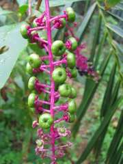 Phytolacca americana