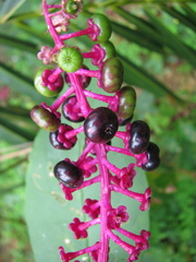Phytolacca americana
