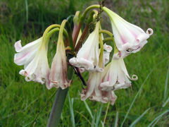 Crinum lineare