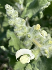 Salvia dominica