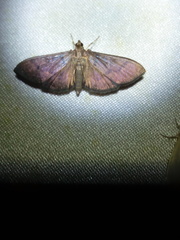 Bacotoma illatalis
