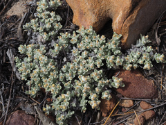 Helichrysum zwartbergense