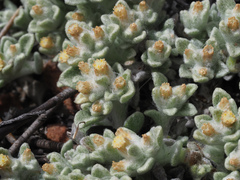 Helichrysum zwartbergense