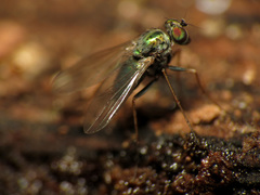 Diaphorinae