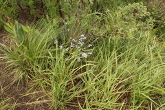 Myosotis semiamplexicaulis