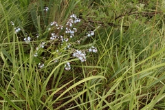Myosotis semiamplexicaulis