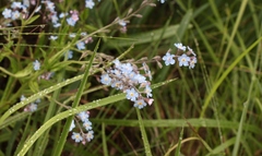 Myosotis semiamplexicaulis
