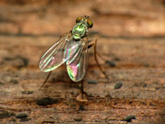 Diaphorinae