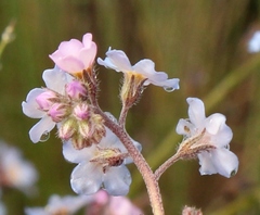 Myosotis semiamplexicaulis