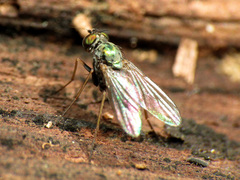 Diaphorinae