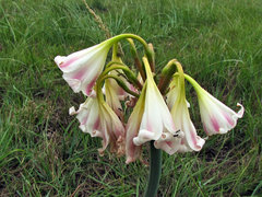 Crinum lineare