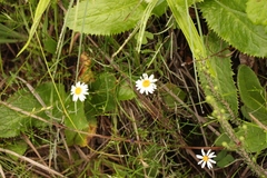 Athrixia angustissima