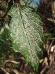 Neoerysiphe galeopsidis