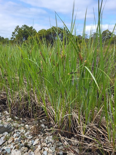 Sitka sedge (Carex aquatilis)