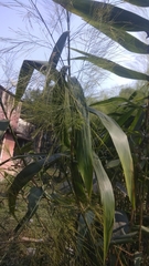 Thysanolaena latifolia