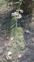 Thysanolaena latifolia