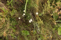 Athrixia angustissima