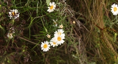 Athrixia angustissima