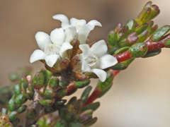 Euchaetis elsieae