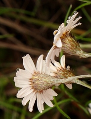 Athrixia angustissima