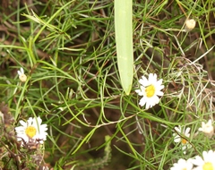 Athrixia angustissima