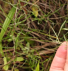 Athrixia angustissima