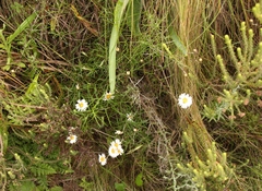 Athrixia angustissima