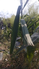 Thysanolaena latifolia