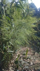 Thysanolaena latifolia