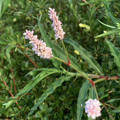 Persicaria limbata