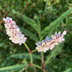 Persicaria limbata