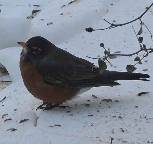 American Robin