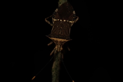 Cletomorpha simulans