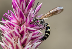 Campsomeriella