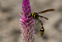 Phimenes flavopictus formosanus