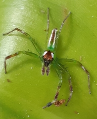 Epeus flavobilineatus