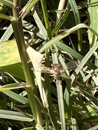 Unknown species found near Rose St, Houston, TX, US