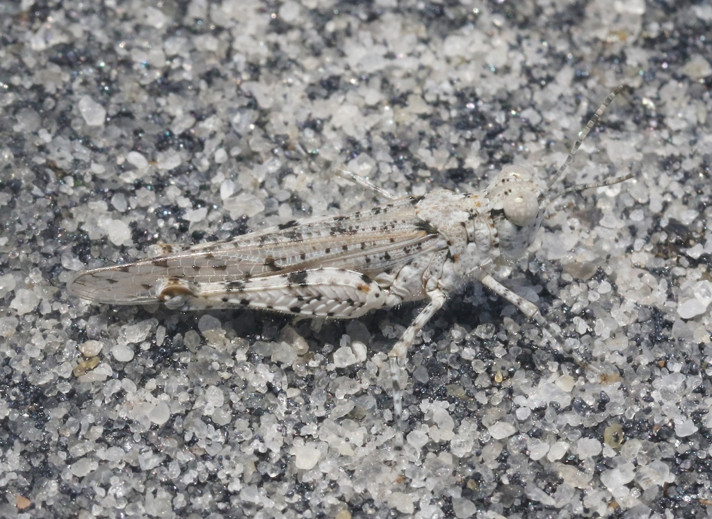 Conipoda calcarata
