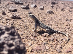 Liolaemus audituvelatus