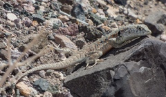 Liolaemus atacamensis