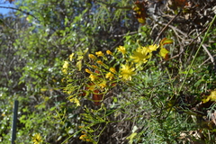 Sonchus leptocephalus