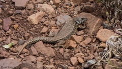 Liolaemus nigroviridis