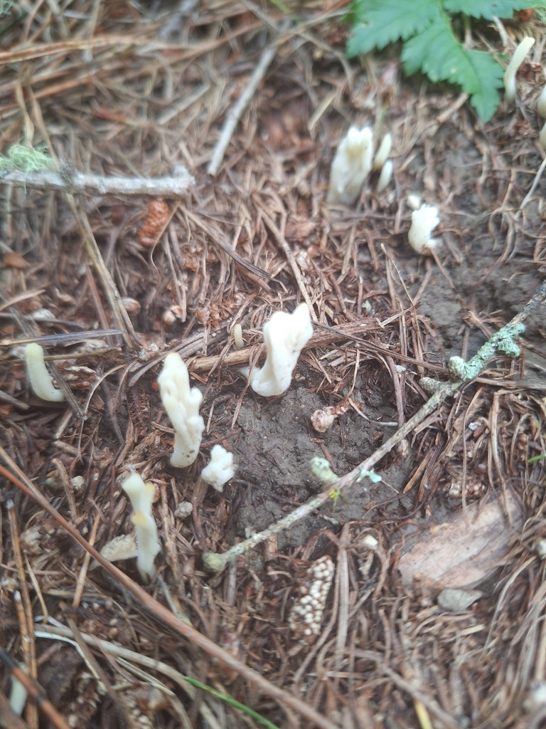 Clavulina rugosa · February 2026 · photo: © heidimeudt (iNaturalist, cc-by)