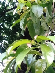 Garcinia binucao
