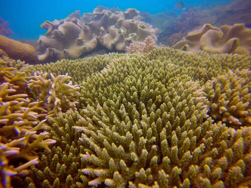 Acropora latistella observed 2015-12-15