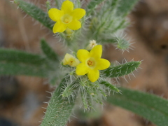 Arnebia hispidissima