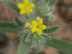 Arnebia hispidissima