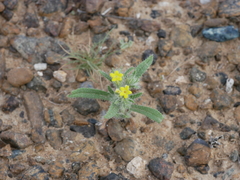 Arnebia hispidissima